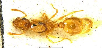 Media type: image;   Entomology 28841 Aspect: habitus dorsal view
